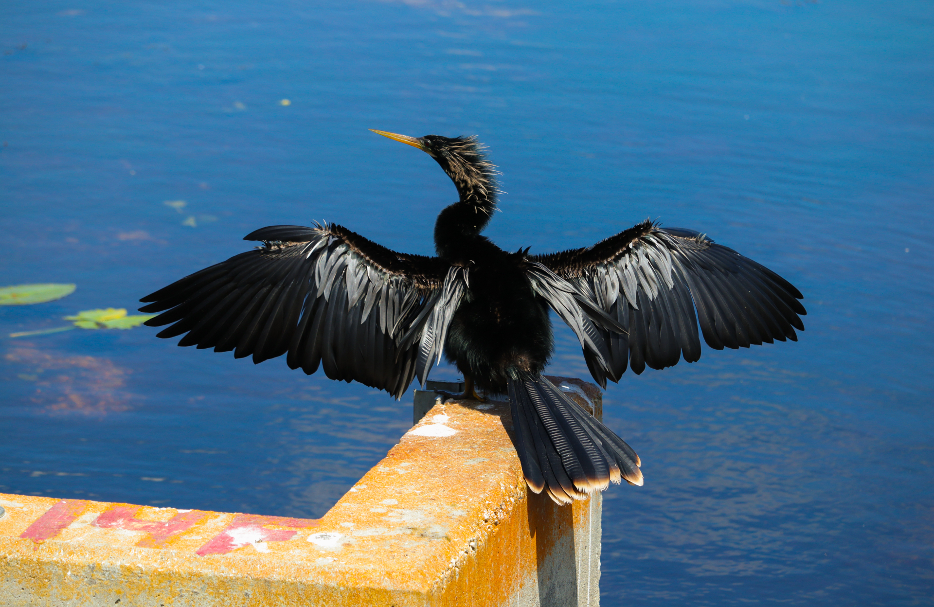 Cormorant Wings