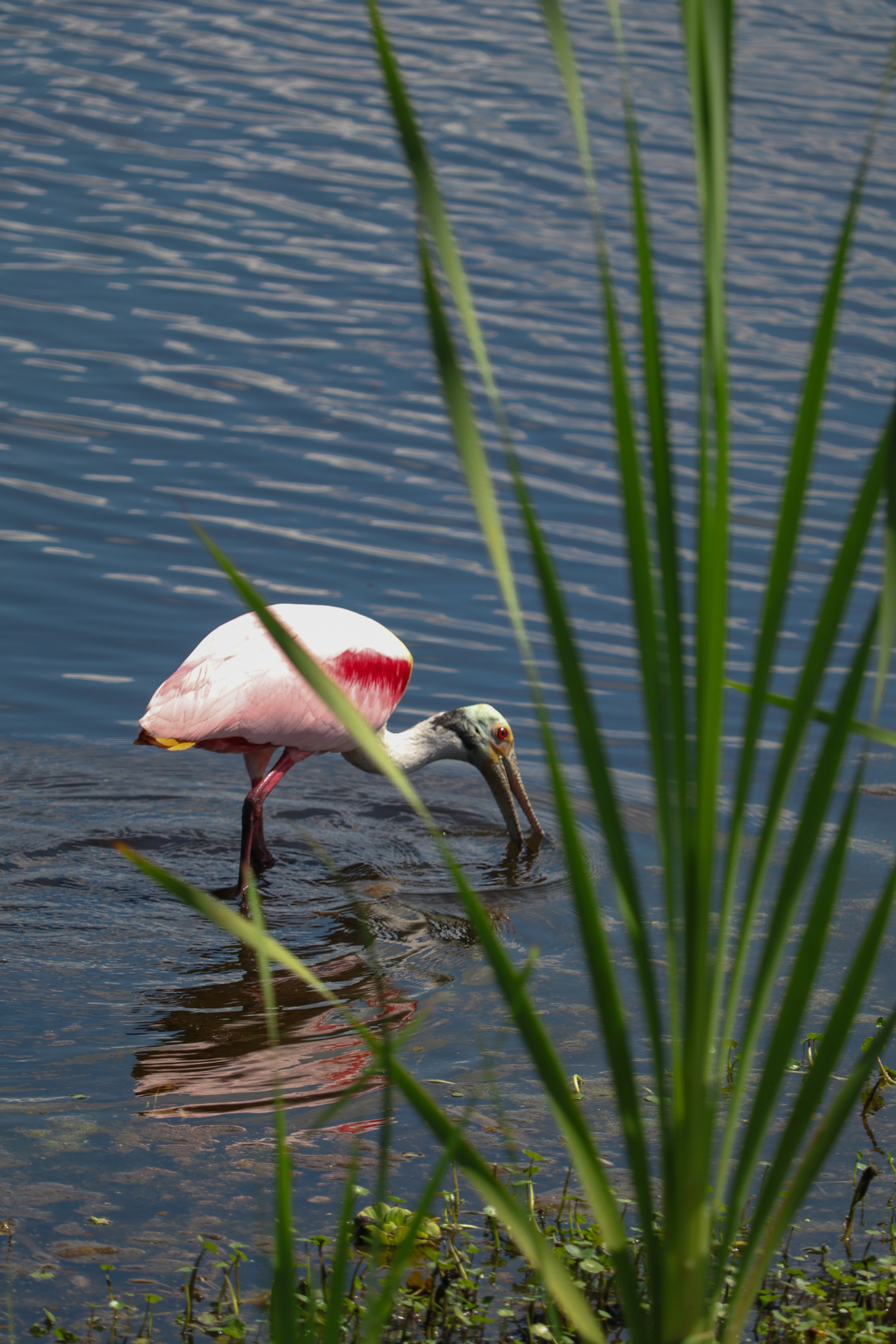 Roseate Spoonbill