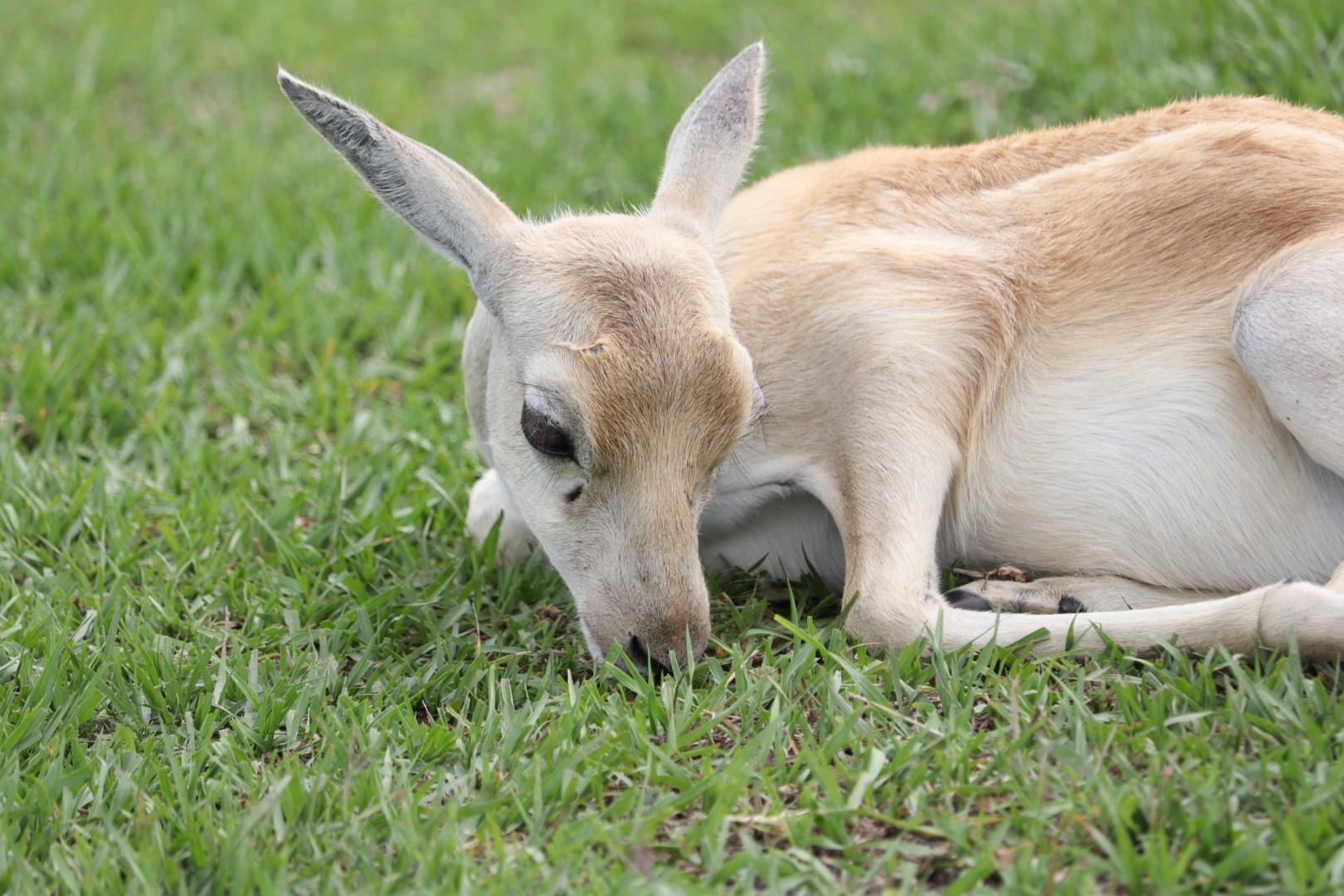 Resting Antelope