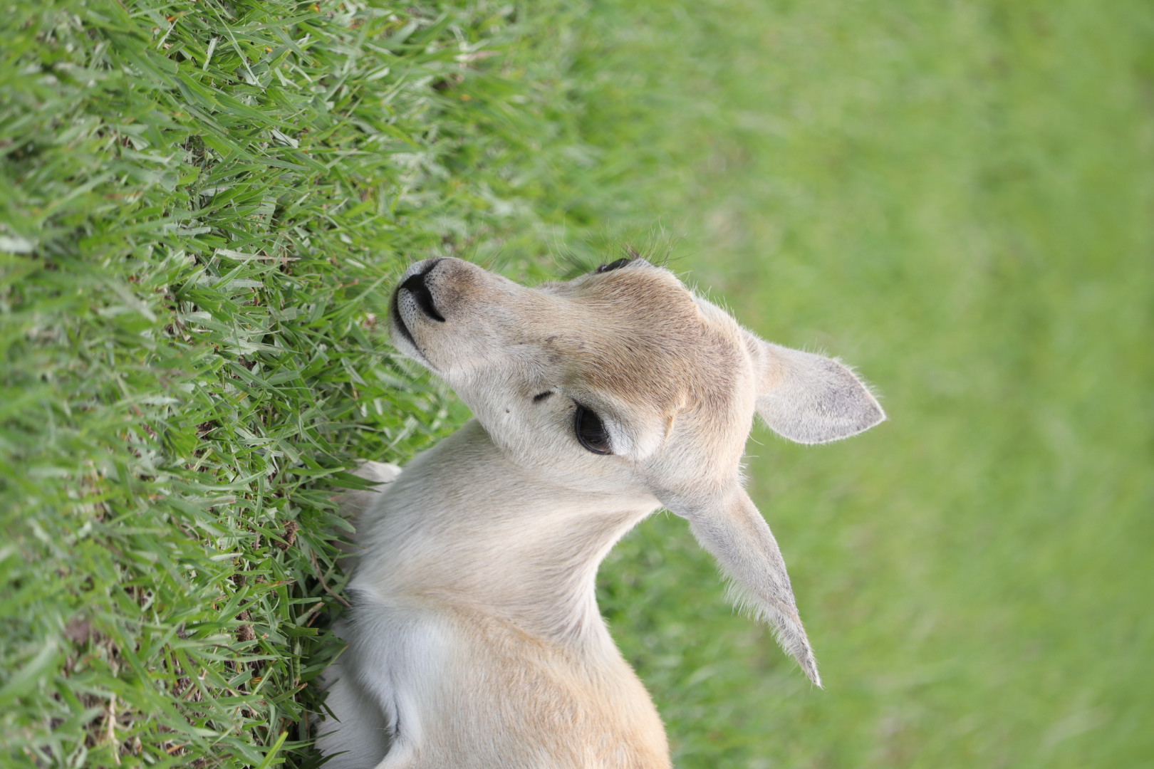 Antelope Portrait