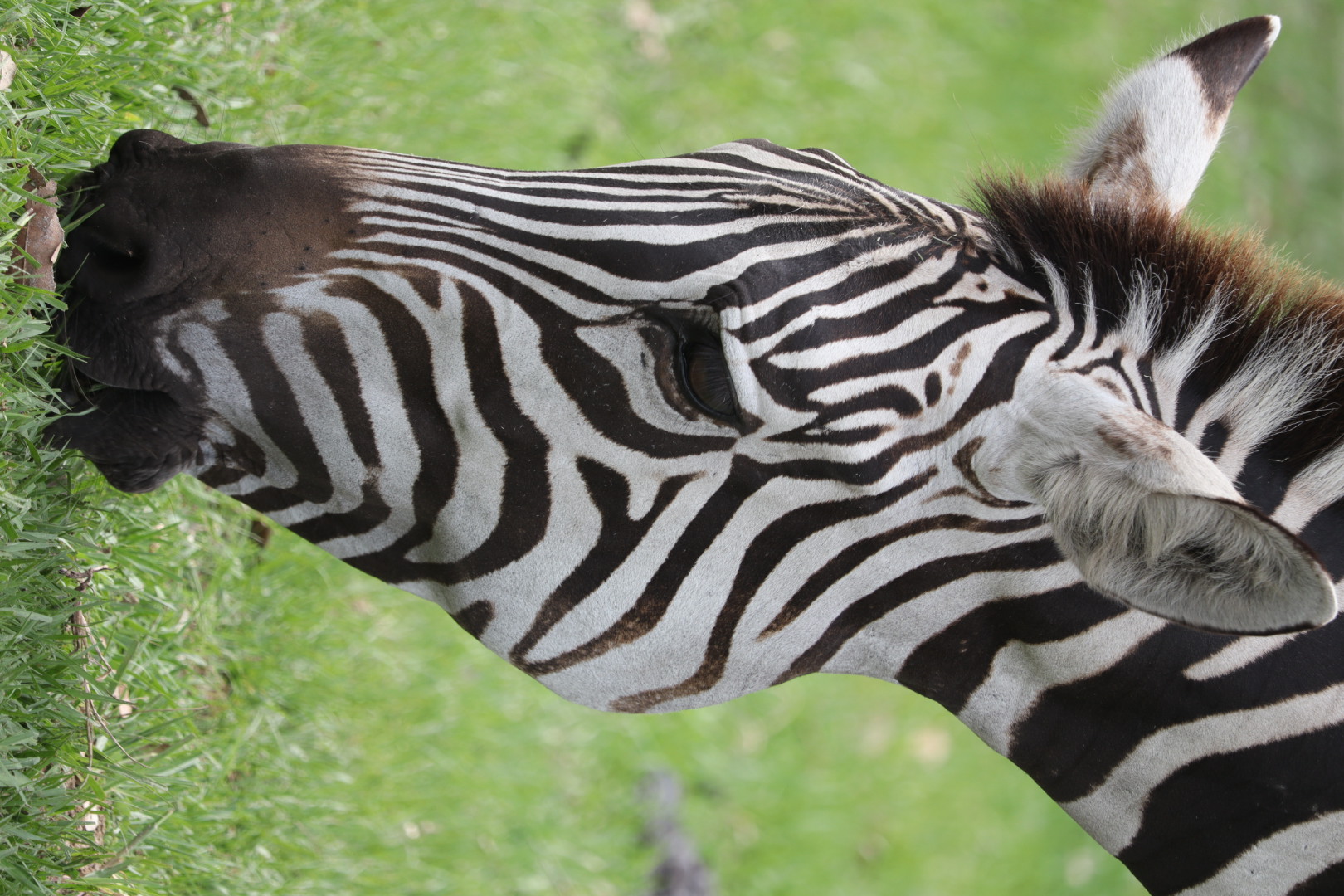 Wildlife & Animals