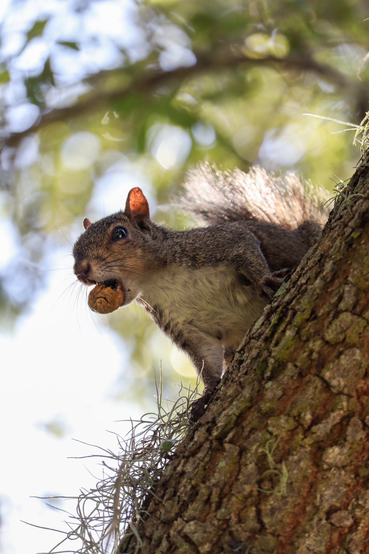 Squirrel with Acorn
